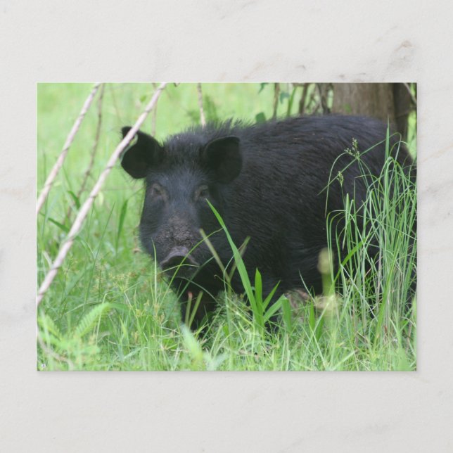 Cartão Postal Dose Suja (Frente)