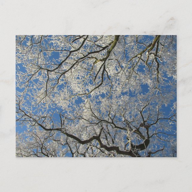 Cartão Postal Dossel de Árvore de Inverno (Frente)