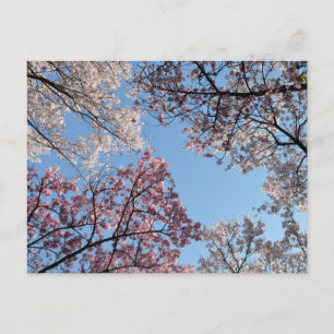 Cartão Postal Dossel de Cerejeira em Flor: Tóquio, Japão
