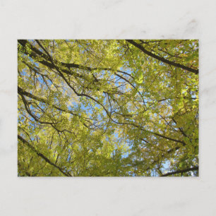 Cartão Postal Dossel de Folhas de Ginkgo