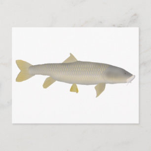 Cartão Postal Dourado Mahseer