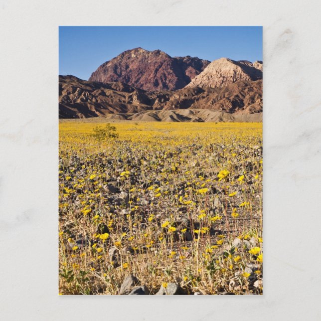 Cartão Postal Dourado Rush (Frente)