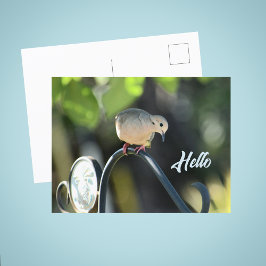 Cartão Postal Dove Dropping in to Say Hello Photo