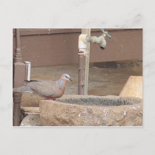 Cartão Postal Dove na fonte (Frente)