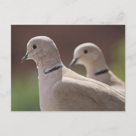 Cartão Postal Doves in Love
