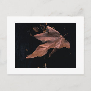 Cartão Postal "Downed Sycamore Leaf"