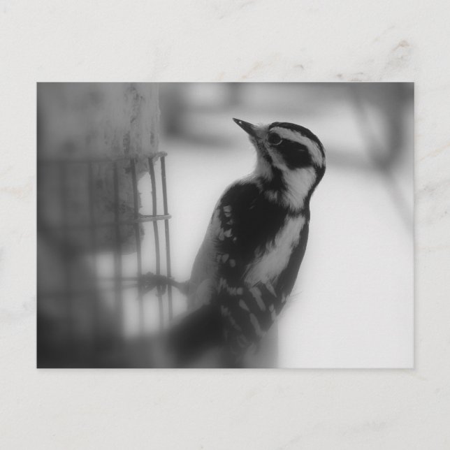 Cartão Postal Downy (Frente)