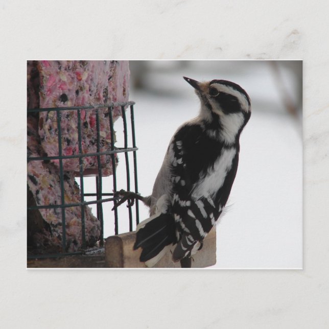 Cartão Postal Downy Woodpecker (Frente)