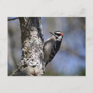 Cartão Postal Downy Woodpecker