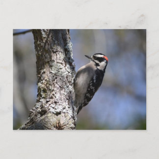 Cartão Postal Downy Woodpecker