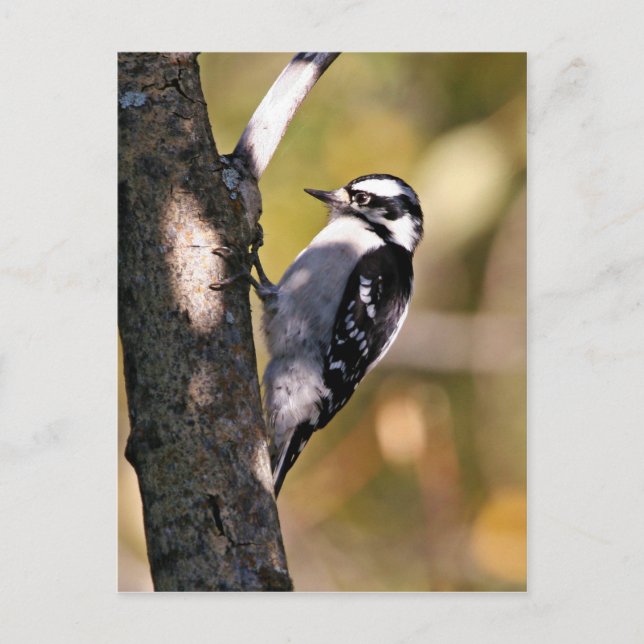 Cartão Postal Downy Woodpecker (Frente)