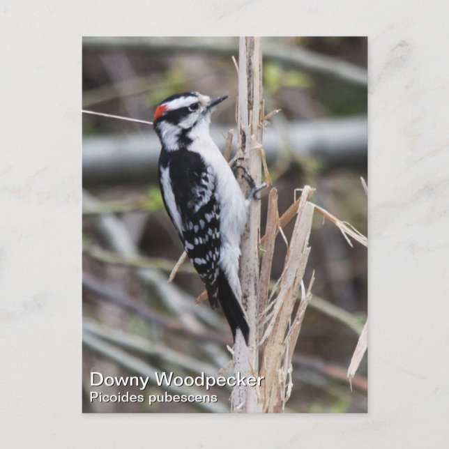 Cartão Postal Downy Woodpecker (Frente)