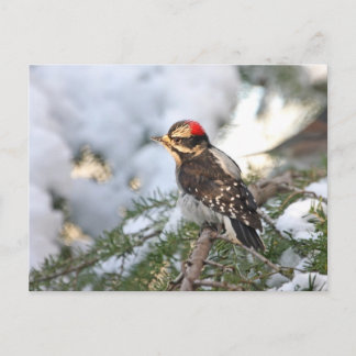 Cartão Postal Downy Woodpecker