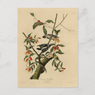 Cartão Postal Downy Woodpecker - das Aves da América de Audubon