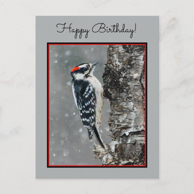 Cartão Postal Downy Woodpecker em Neve - Foto Original (Frente)