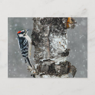 Cartão Postal Downy Woodpecker em Neve - Foto Original