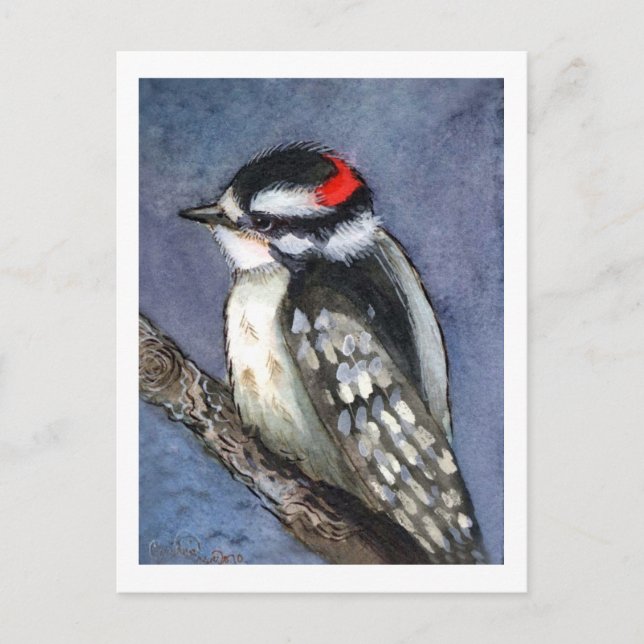 Cartão Postal Downy Woodpecker Watercolor (Frente)
