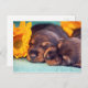 Cartão Postal Doxen cachorros adoráveis (Frente/Verso)