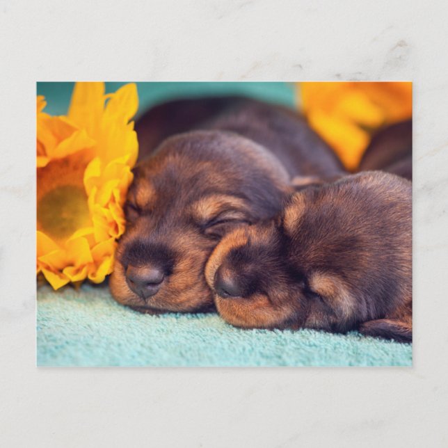 Cartão Postal Doxen cachorros adoráveis (Frente)