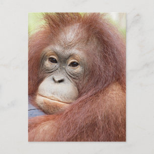 Cartão Postal Dr. Ann, o Orangutan