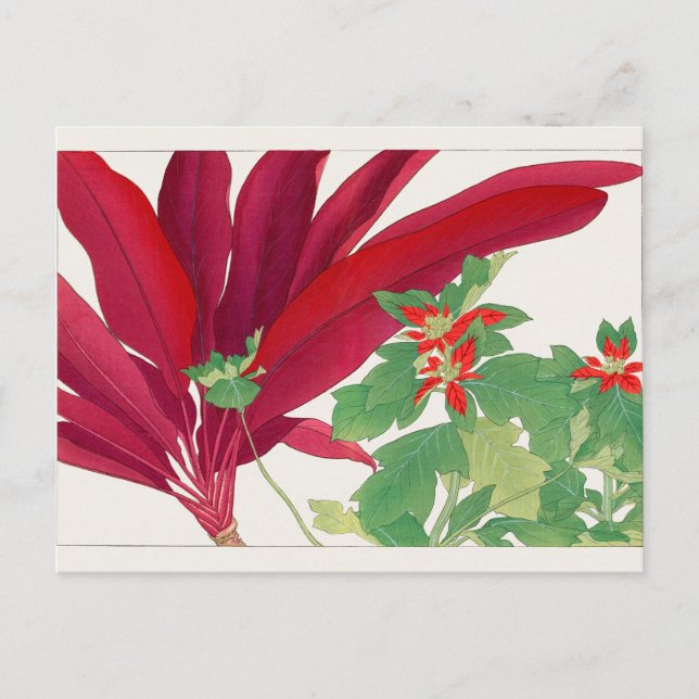 Cartão Postal Dracaena, Poinsettia por Tanigami Konan (Frente)