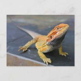 Cartão Postal Dragão Arbordado Arco-Íris