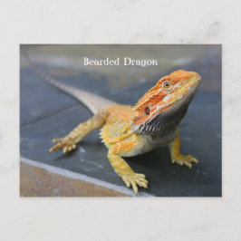 Cartão Postal Dragão Barbudo Arco-íris