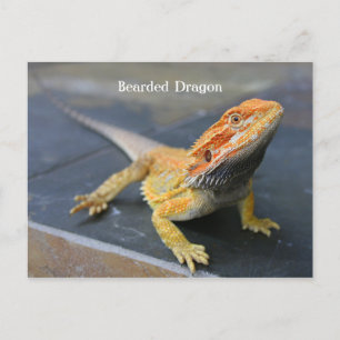 Cartão Postal Dragão Barbudo Arco-íris