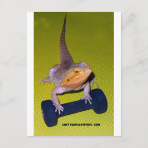 Cartão Postal dragão barbudo se exercitando