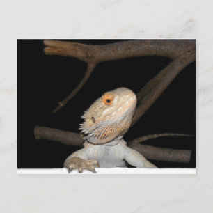 Cartão Postal Dragão com barba 2