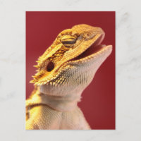 Dragão com barba rindo