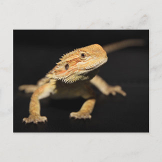 Cartão Postal Dragão Curioso