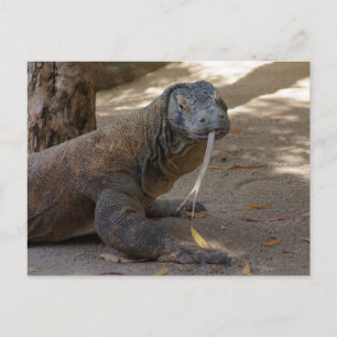 Cartão Postal Dragão de Komodo Lambendo
