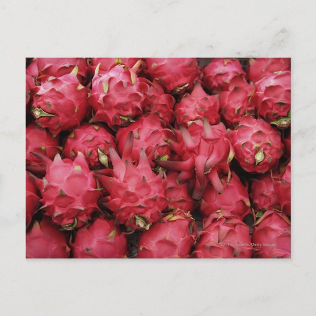 Cartão Postal Dragão rosa empilhado (Frente)