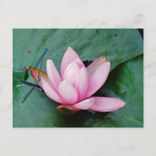 Cartão Postal Dragões Azuis numa flor de lótus rosa