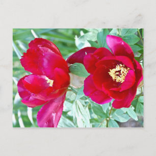 Cartão Postal Dragões, Tigres e Peões IV