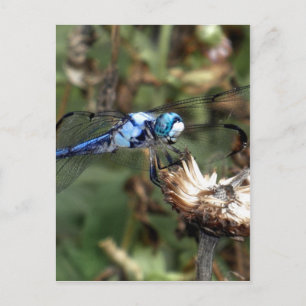 Cartão Postal Dragonflies Blue Dragonfly em uma foto da flor Hus