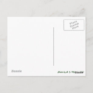 Cartão Postal Dragonfly