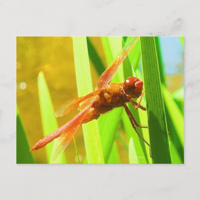 Cartão Postal Dragonfly (Frente)
