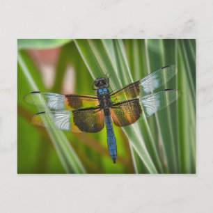Cartão Postal Dragonfly