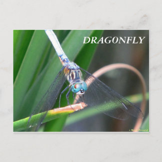 Cartão Postal Dragonfly