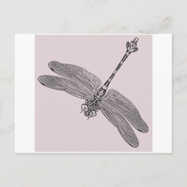Cartão Postal Dragonfly (Frente)