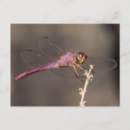 Cartão Postal Dragonfly
