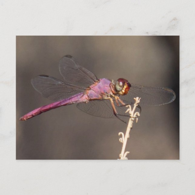 Cartão Postal Dragonfly (Frente)