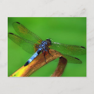 Cartão Postal Dragonfly Azul