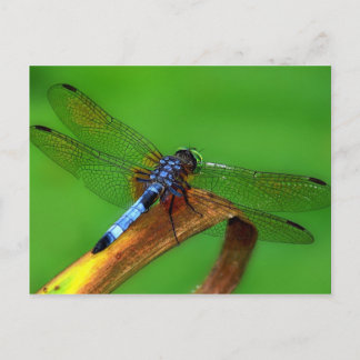 Cartão Postal Dragonfly Azul