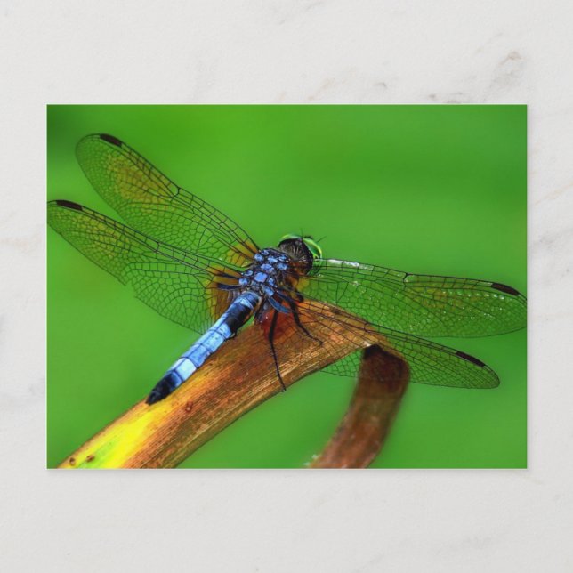Cartão Postal Dragonfly Azul (Frente)