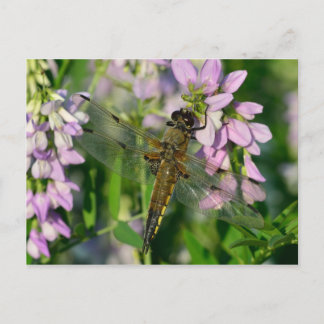 Cartão Postal Dragonfly Chaser de Quatro Pontas