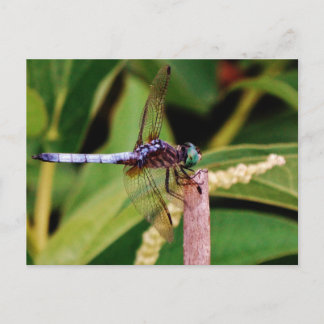 Cartão Postal Dragonfly com flores brancas