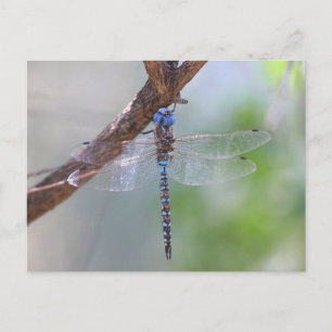 Cartão Postal Dragonfly Darner de olhos azuis